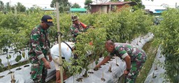 Babinsa Koramil 1710-07/Mapurujaya Bersama Petani Laksanakan Pengolahan Lahan Sawah