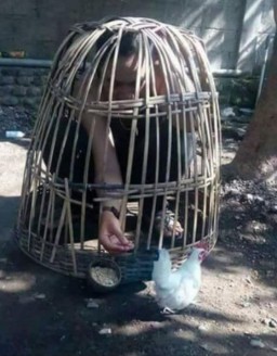 Pengadaan Ayam Petelor Dan Ayam Potong, Desa Sipure Diduga Fiktif