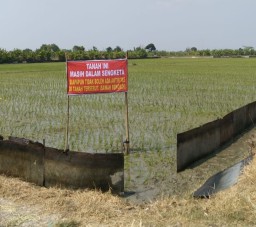 Ricuh Dua Penyewa Sawah Bengkok Desa Penidon