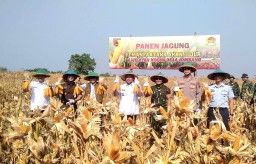 Pj Bupati Jombang Bersama Dandim 0814 Jombang, Panen Raya Jagung Perkuat Ketahanan Pangan Nasional 