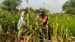 Babinsa Koramil Sidayu Bantu Petani Panen Jagung