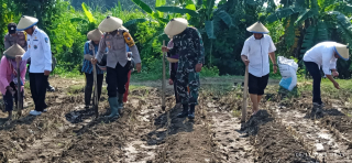 Suport Program Ketahanan Pangan Polsek Bandarkedungmulyo Ajak Warga Tanam Jagung
