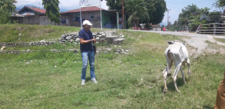 Komisi II DPRD Sigi Soroti Bantuan Sapi Kurus dan Proyek RPH Tak Berfungsi