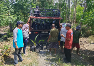 Pemprov Sulteng Salurkan 800 Bibit Kelapa ke Petani di Sigi