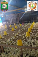 BUMDes Sangginora Bangkitkan Ekonomi Desa Lewat Peternakan Ayam Pedaging