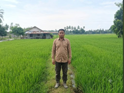 BPP Dolo Selatan Genjot Produksi Pertanian, Perkuat Ketahanan Pangan di Sigi