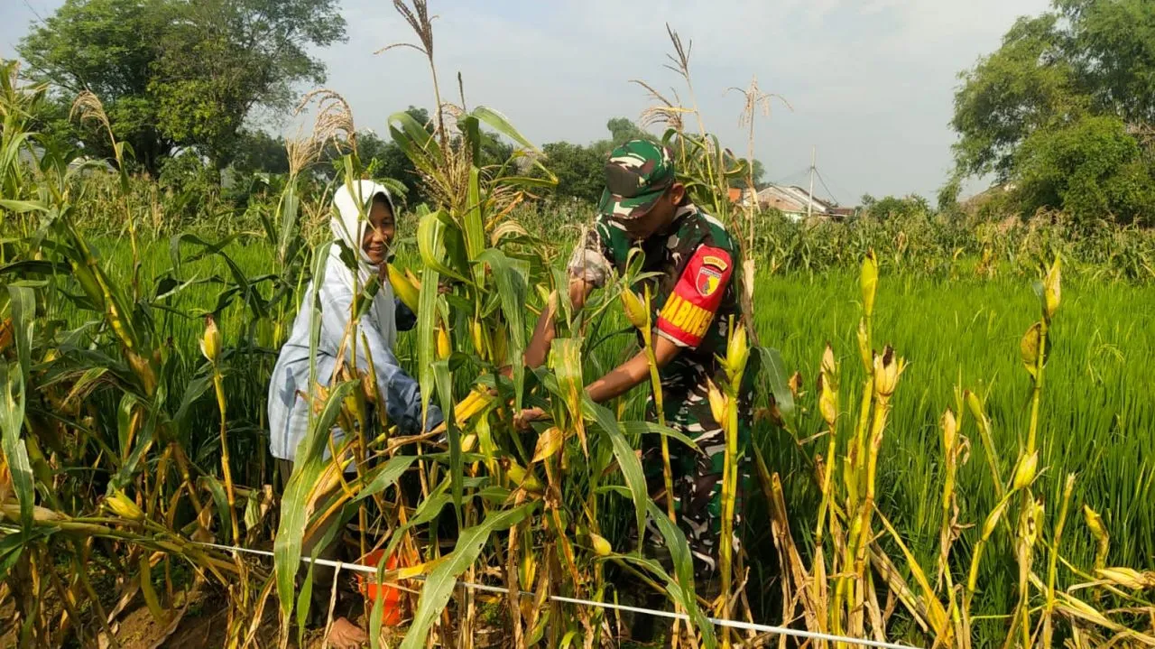 Babinsa Koramil Sidayu Bantu Petani Panen Jagung