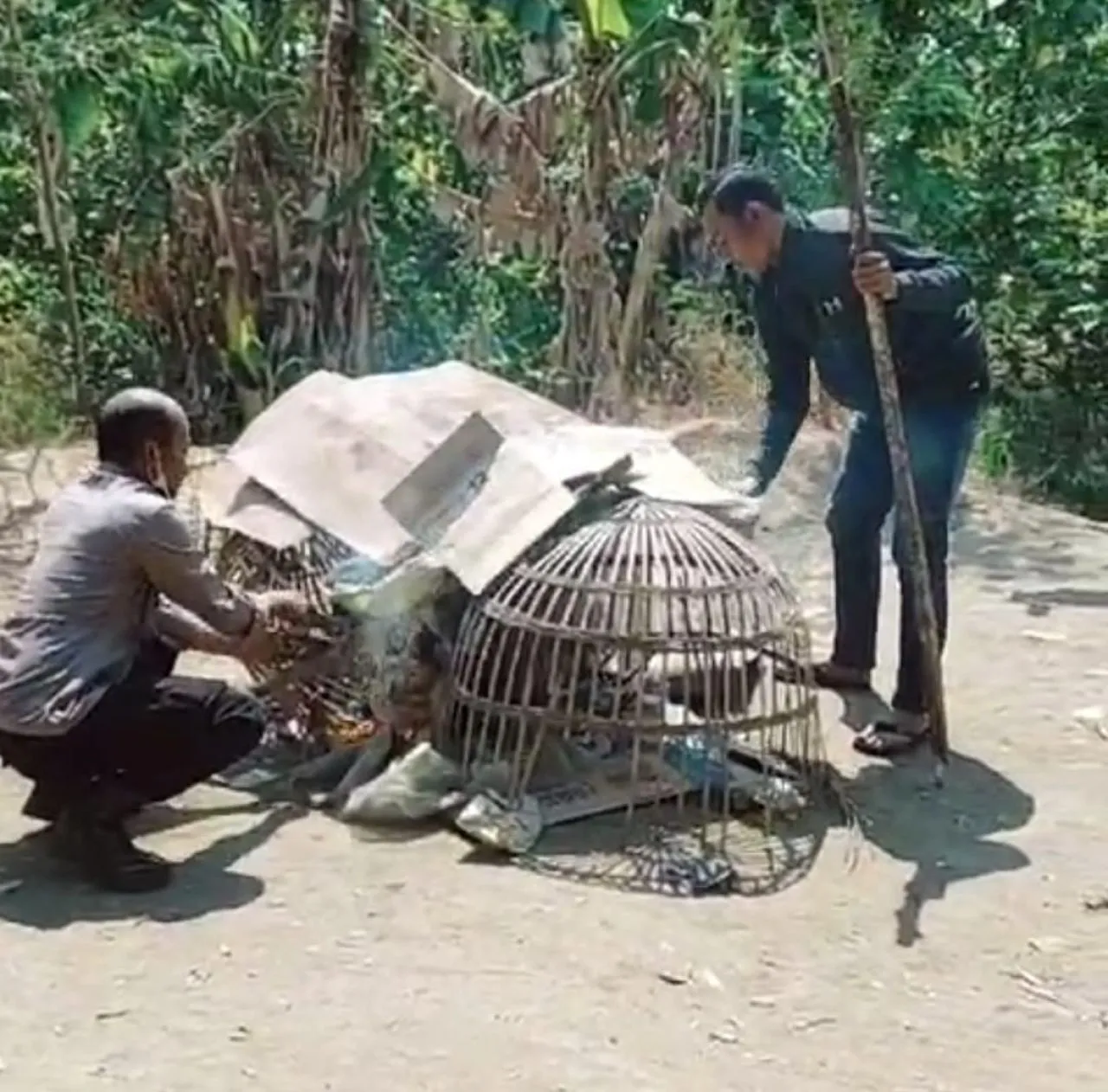 Diduga Informasi Bocor Polisi Temukan Arena Judi Sabung Ayam Zonk