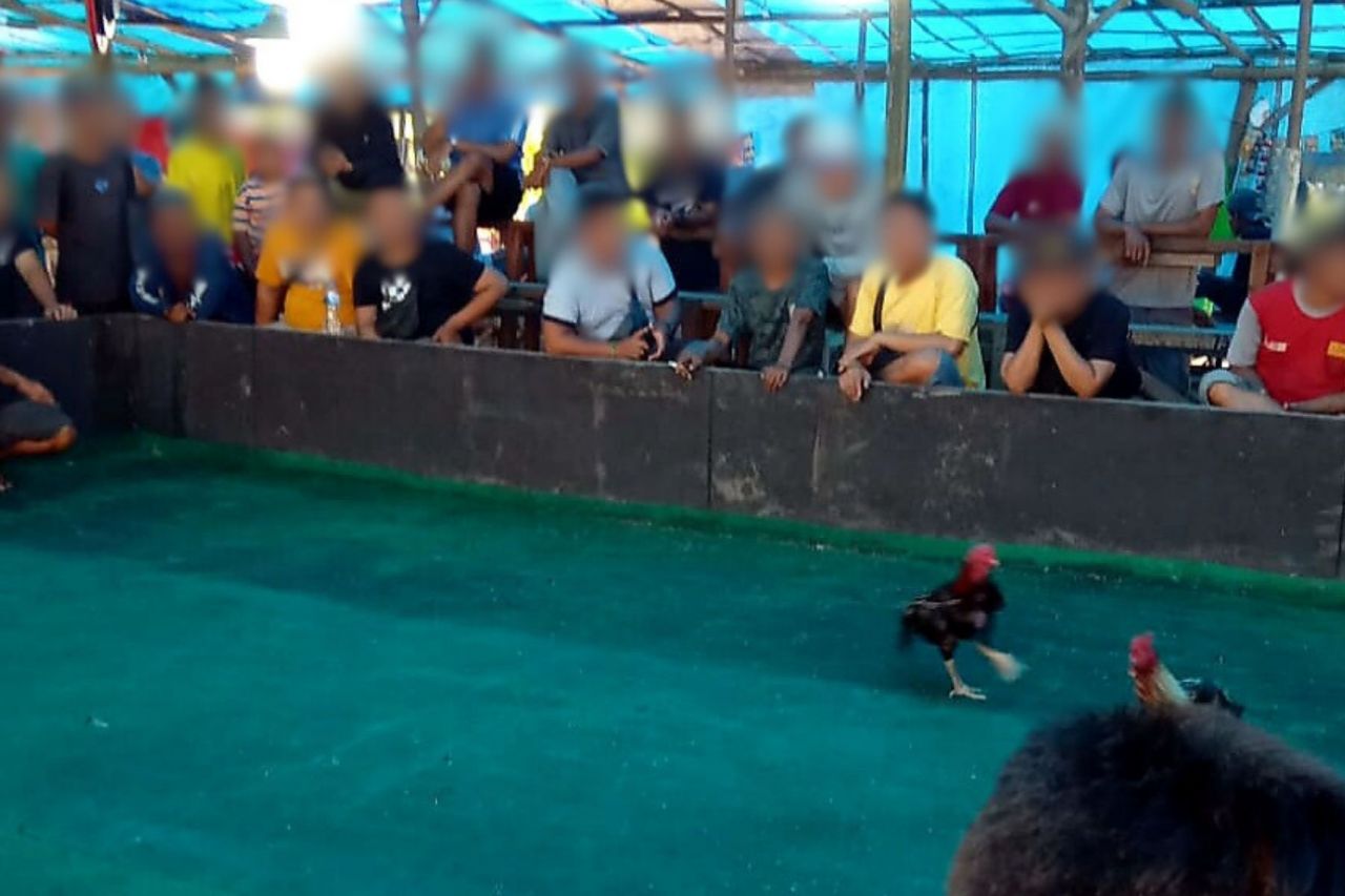 Lokasi arena judi sabung ayam pemain lama buka lokasi baru di Dusun Mangkul Desa Tegowangi Kecamatan Plemahan Kabupaten Kediri (foto : tim_redaksi beritaformat.com)