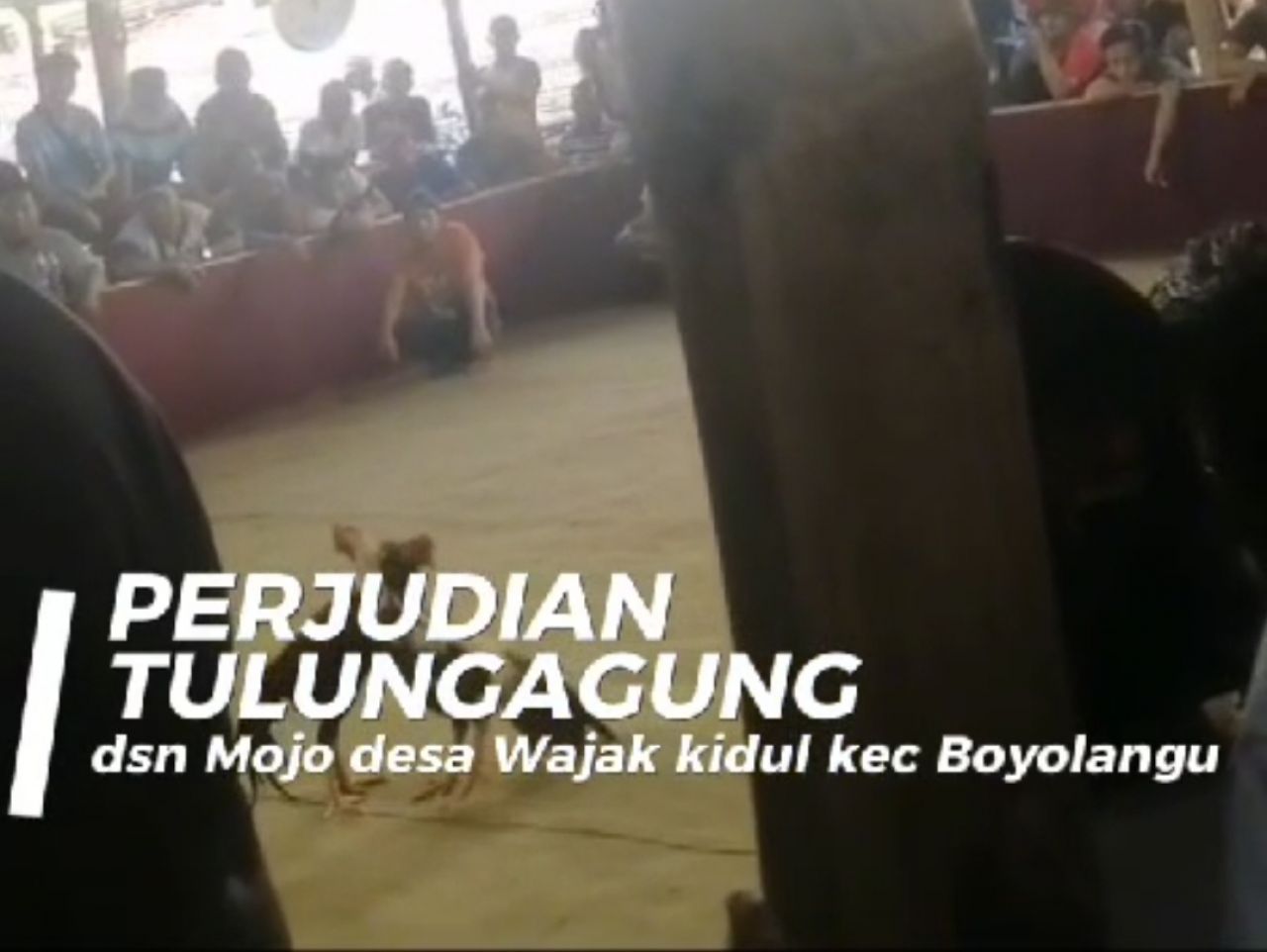 Diduga lokasi judi sabung ayam, dadu, dan bola kletek yang berada di Desa Wajak Kidul, Kecamatan Boyolangu, Kabupaten Tulungagung (foto : tim/redaksi_beritaformat.com)