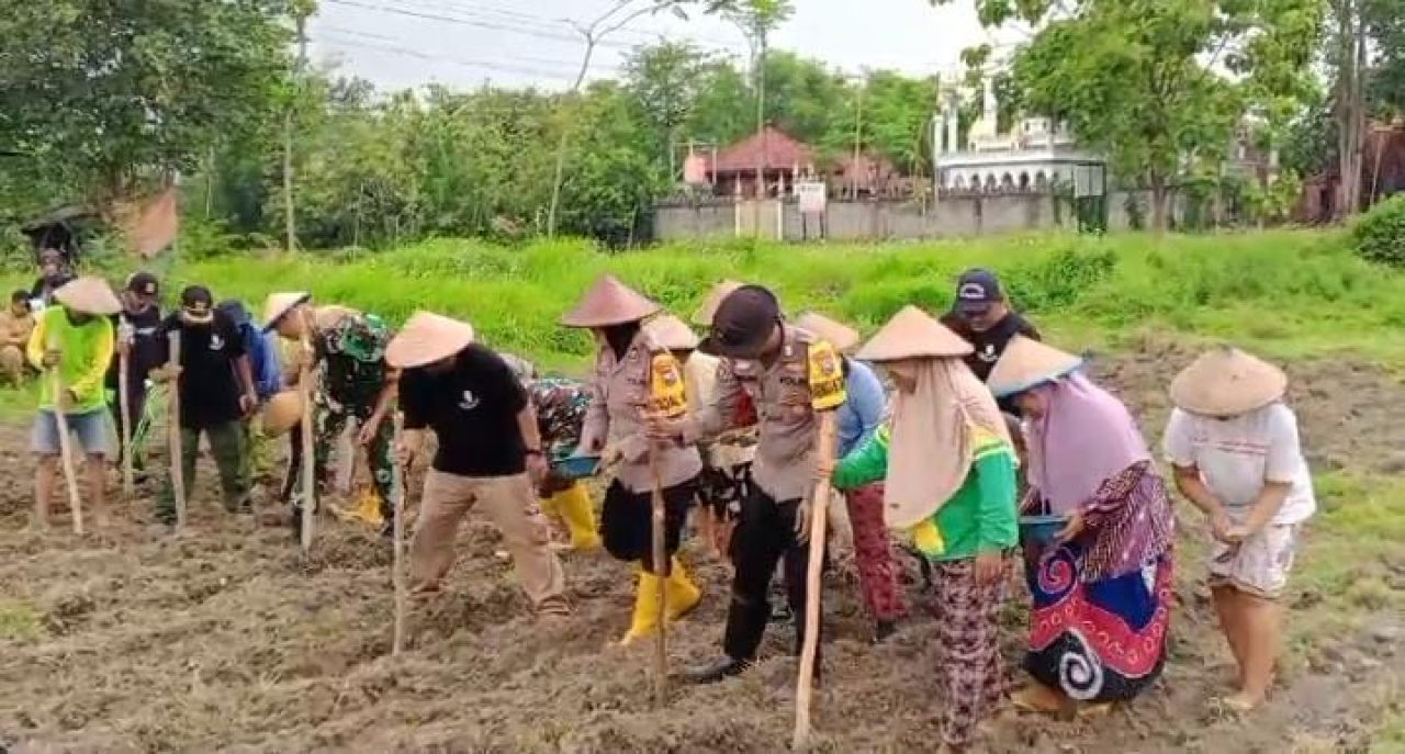 Forkopimcam Tembelang, Kades Pulogedang, Korwil Petani Tembelang dan warga saat melaksanakan penanaman benih jagung (foto : darmanto_beritaformat.com)