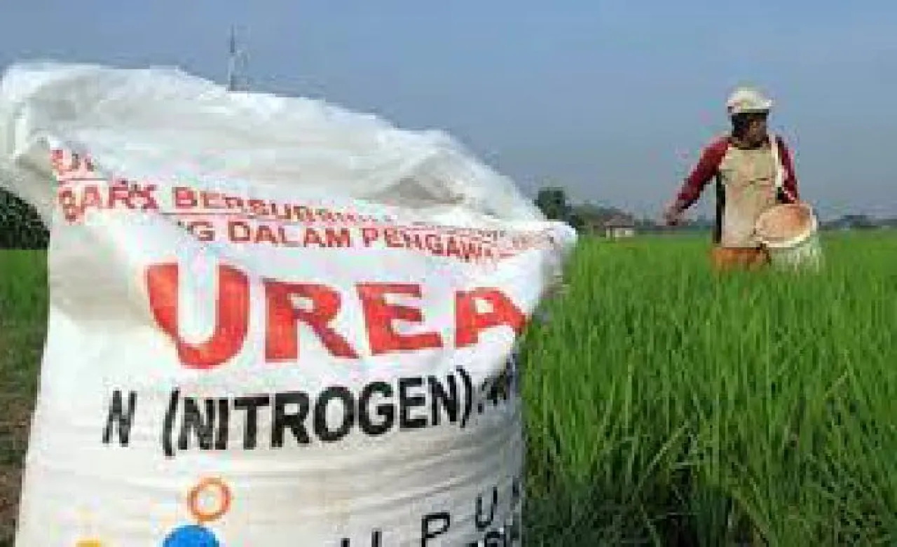 Kios Pupuk Subsidi di Tuban Dituding Menyalahi HET, Pemkab Diminta Tindak