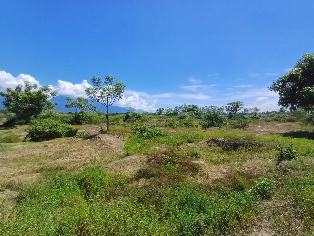 Lahan Sawah Pertanian di Sigi Biromaru Terancam, BPP Kecamatan: Butuh Perhatian Pemerintah