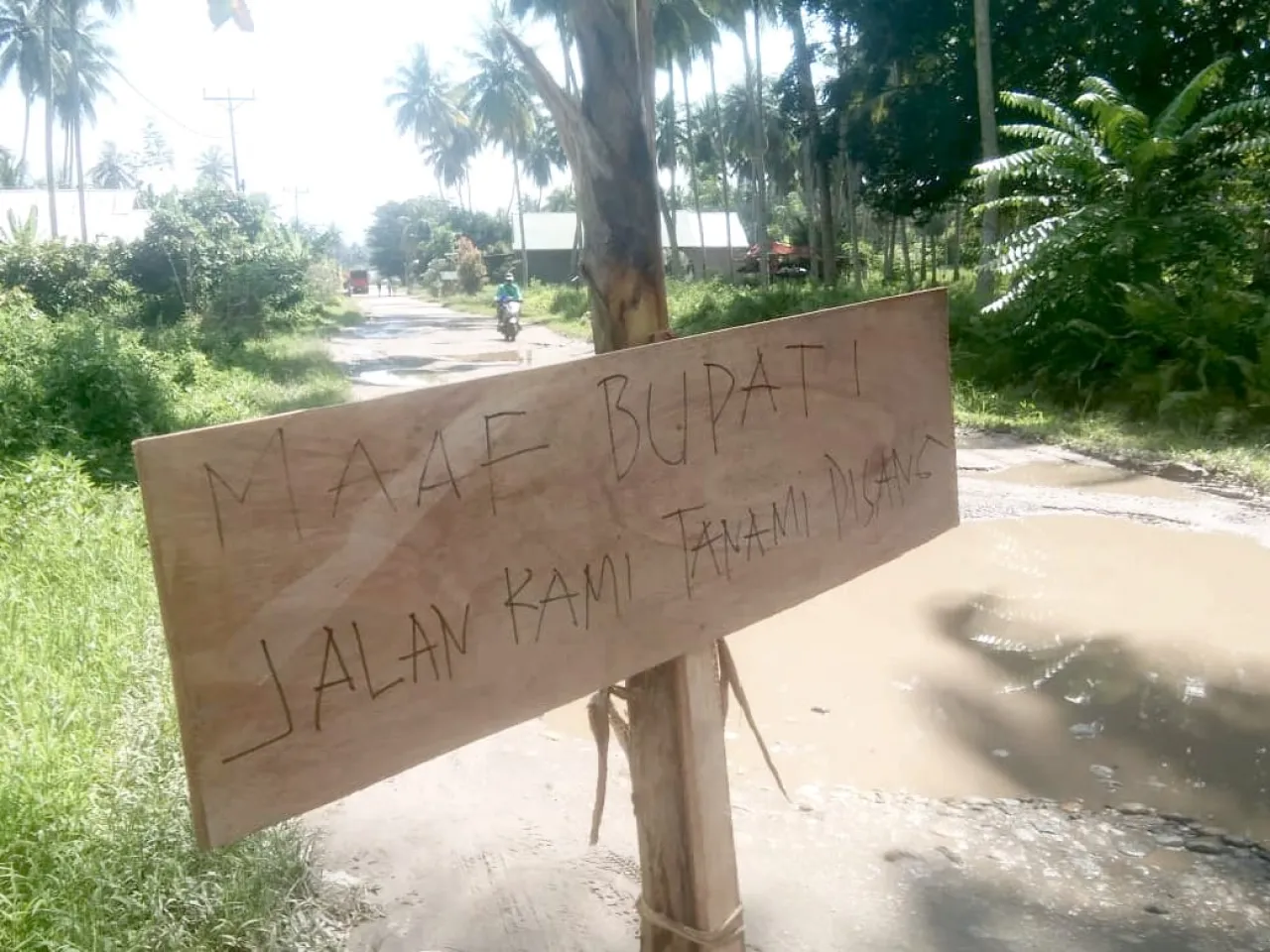 Warga Tanami Jalan Rusak dengan Pisang dan Ubi Jelang Kunjungan Bupati