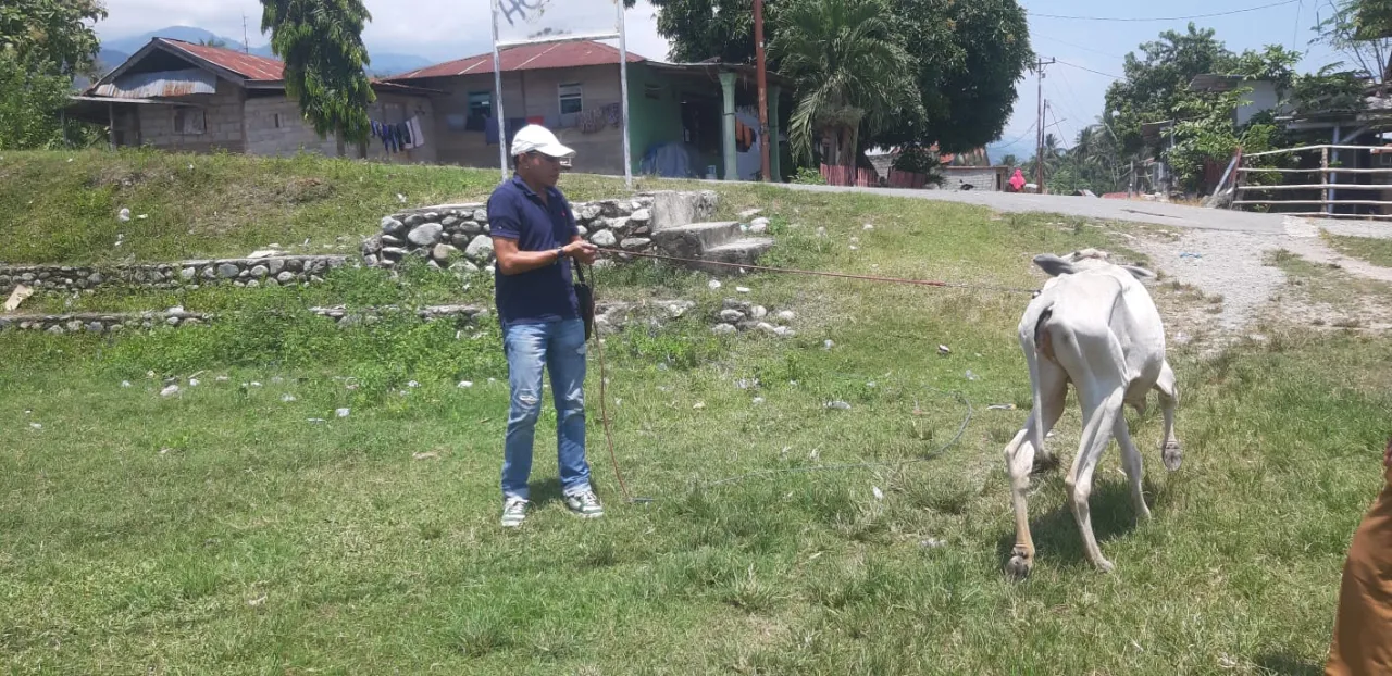 Komisi II DPRD Sigi Soroti Bantuan Sapi Kurus dan Proyek RPH Tak Berfungsi