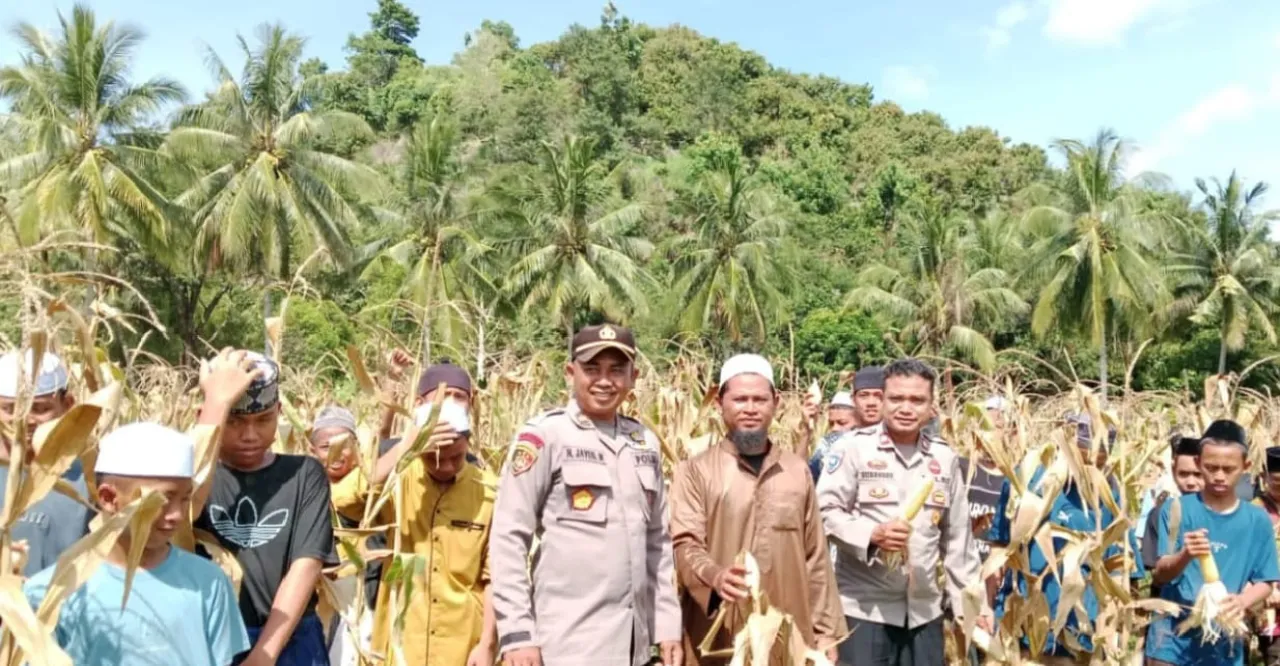 Kapolsek Bolano Lambunu, Iptu Nyoman Jayus Mulyawan, SKM., didampingi Kanit Binmas dan Pimpinan Ponpes Ustadz Hijas, hadir langsung untuk mengikuti panen jagung bersama para santri (foto : agus_beritaformat)