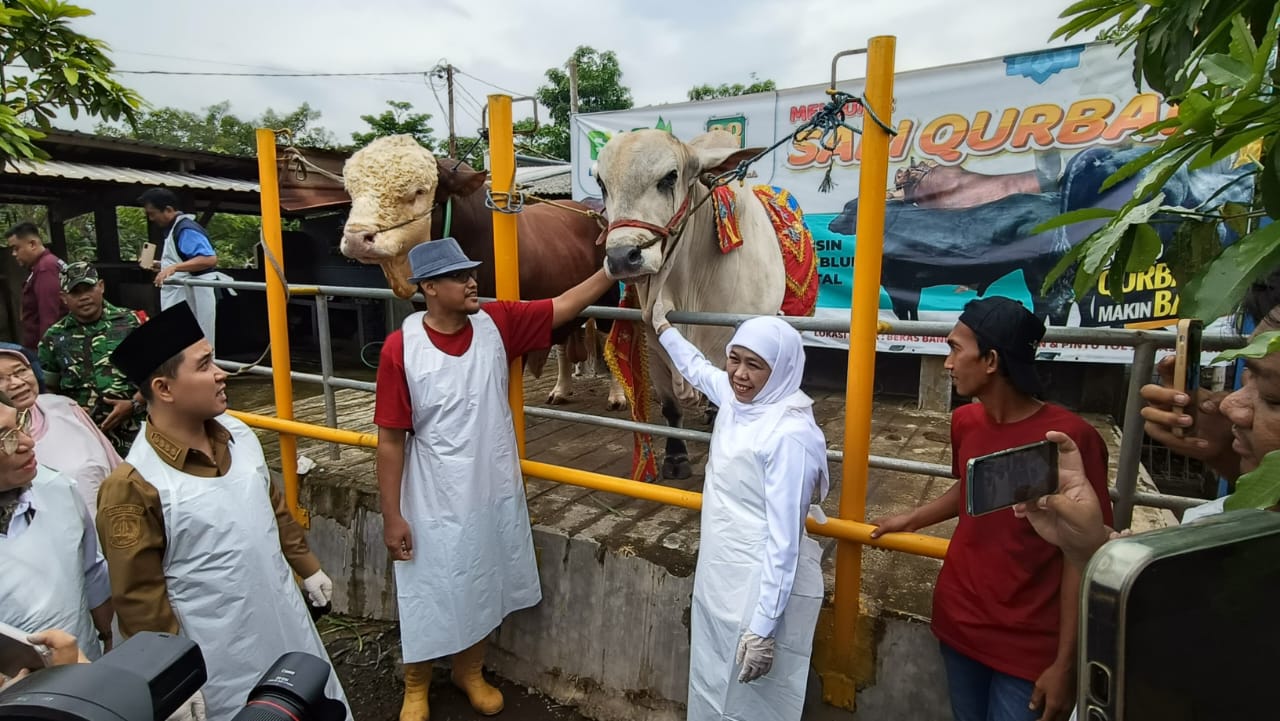 Gubernur Jatim, Khofifah, saat melakukan peninjauan lokasi sapi qurban di mojokerto (foto ; humasprovjatim/clara_beritaformat.com)