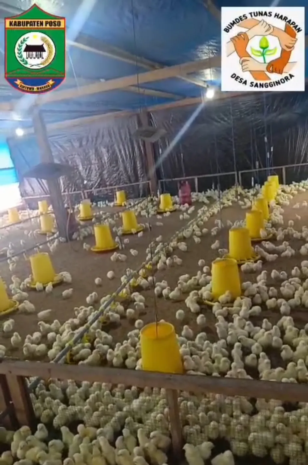 Usaha penggemukan ayam jenis boiler/potong milik BUMDes Sangginora kian berkembang (foto : fitrah_beritaformat)