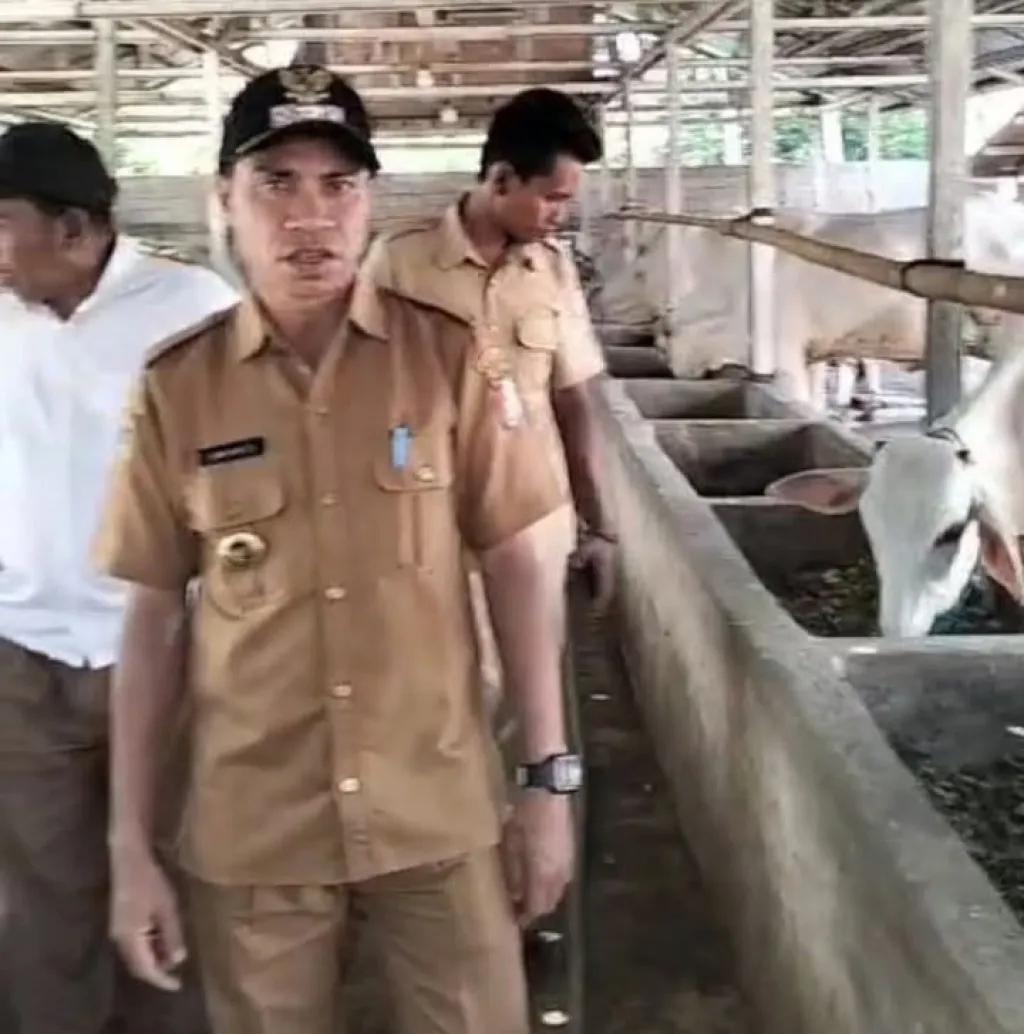 BUMDes Bulubete Raup Rp50 Juta per Panen, Sinergi Jagung–Sapi Jadi Kunci Sukses