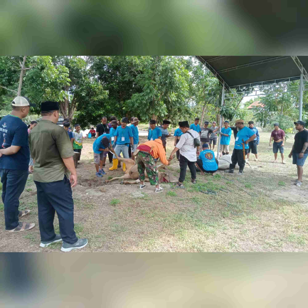 Penyembelihan hewan qurban di lokasi bandar udara Mutiara SIS Al-Jufri Kota Palu (foto : agus_beritaformat)